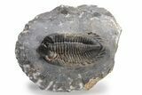Coltraneia Trilobite Fossil - Huge Faceted Eyes #225317-1